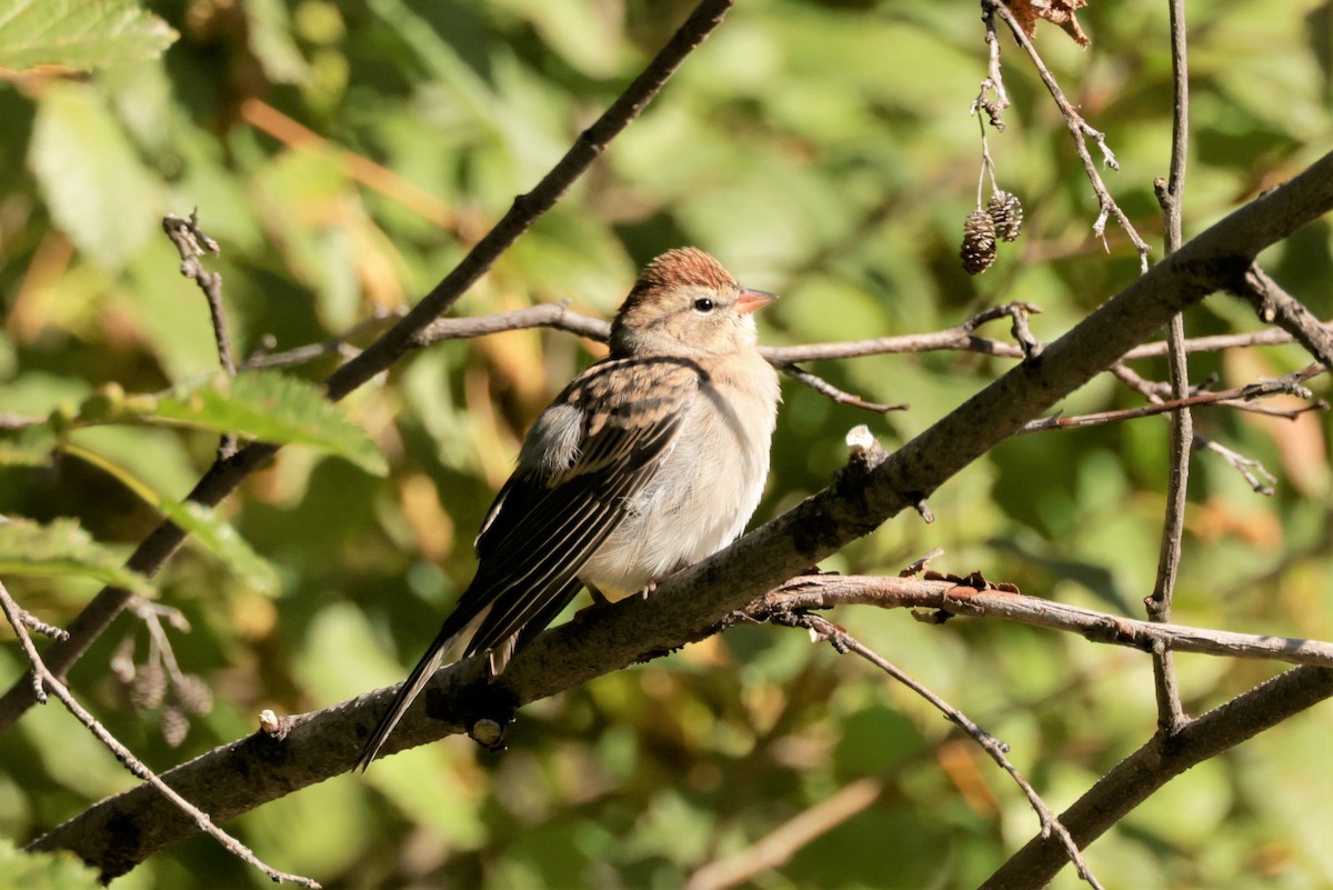 Chipping Sparrow - ML641990308