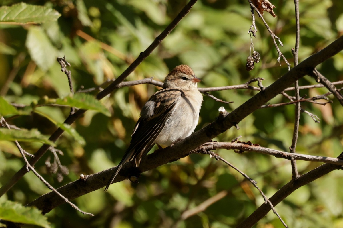 Chipping Sparrow - ML641990309