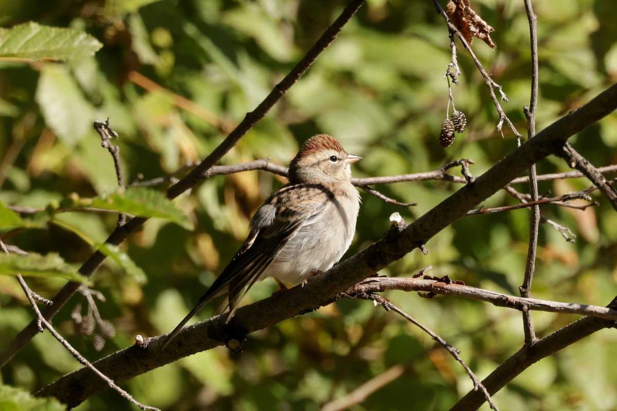 Chipping Sparrow - ML641990310