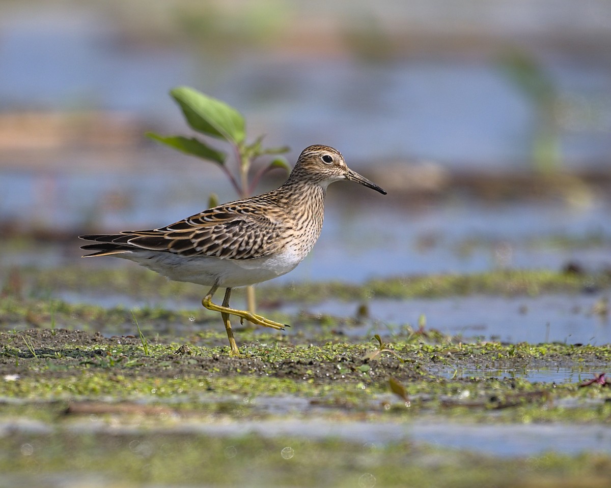 Pectoral Sandpiper - ML641990311