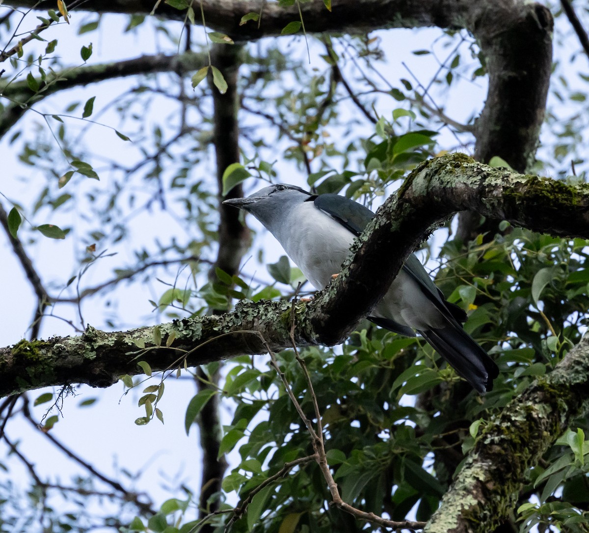 Cuckoo-roller - ML641990316