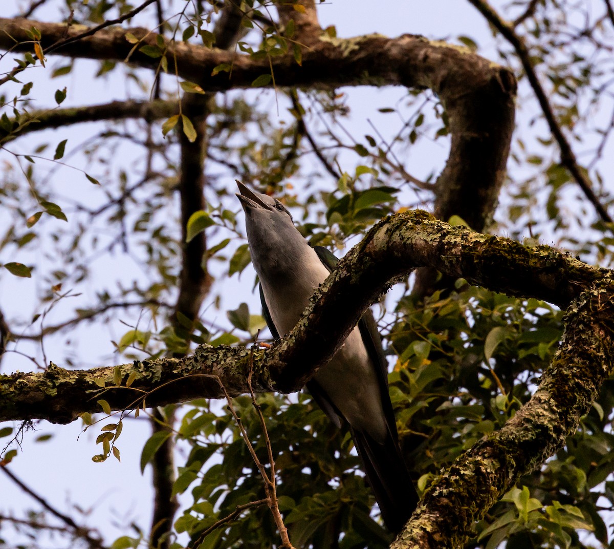 Cuckoo-roller - ML641990317
