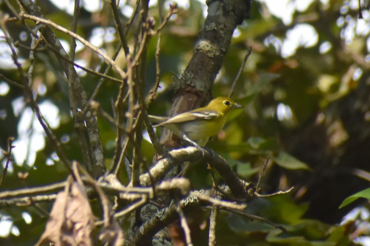 Yellow-throated Vireo - ML641990319