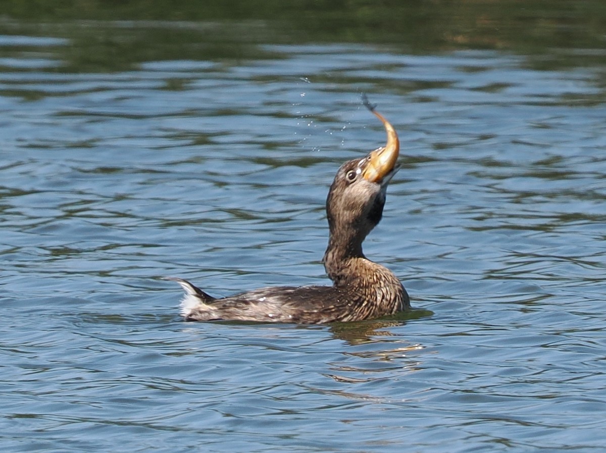 Pied-billed Grebe - ML641990325