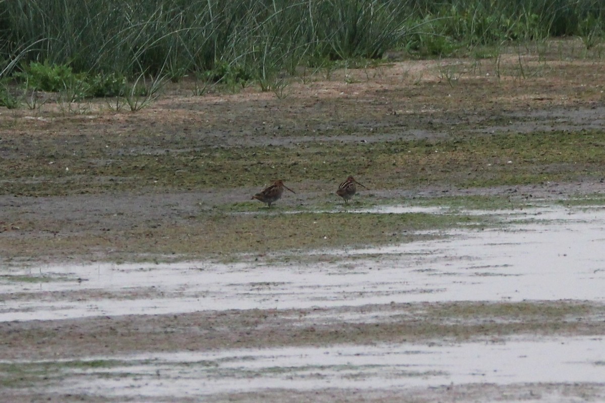Wilson's Snipe - ML641990329