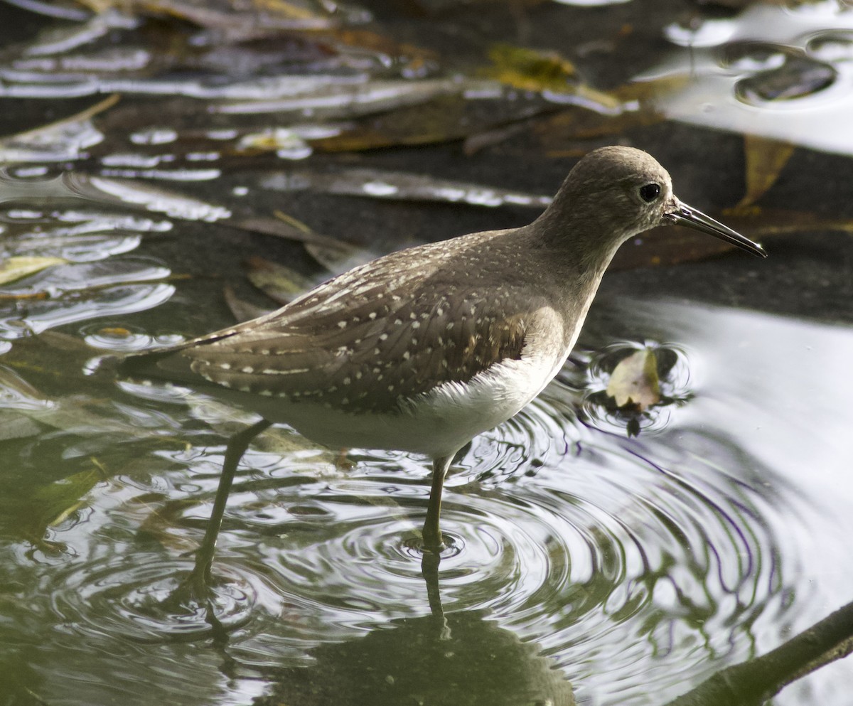 Solitary Sandpiper - ML641990338