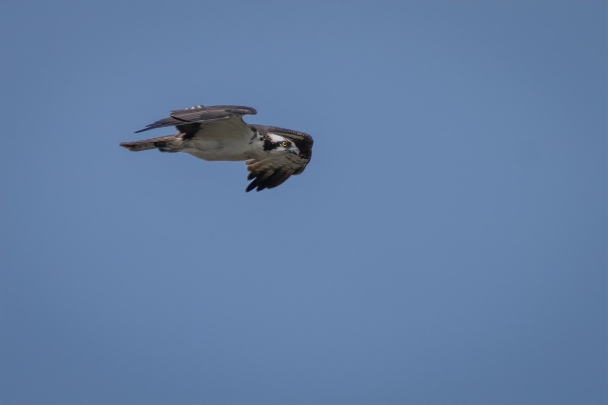 Osprey - ML641990339