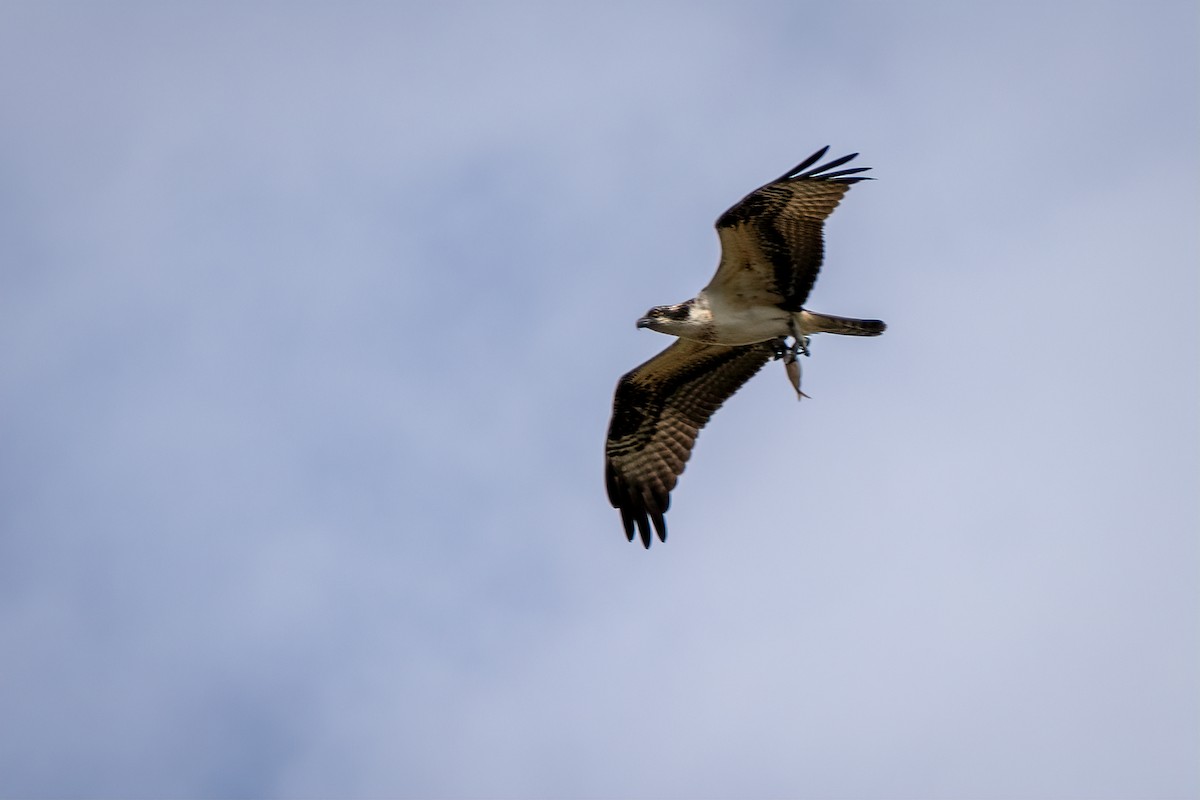 Osprey - ML641990340