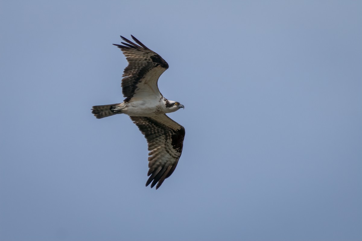 Osprey - ML641990341