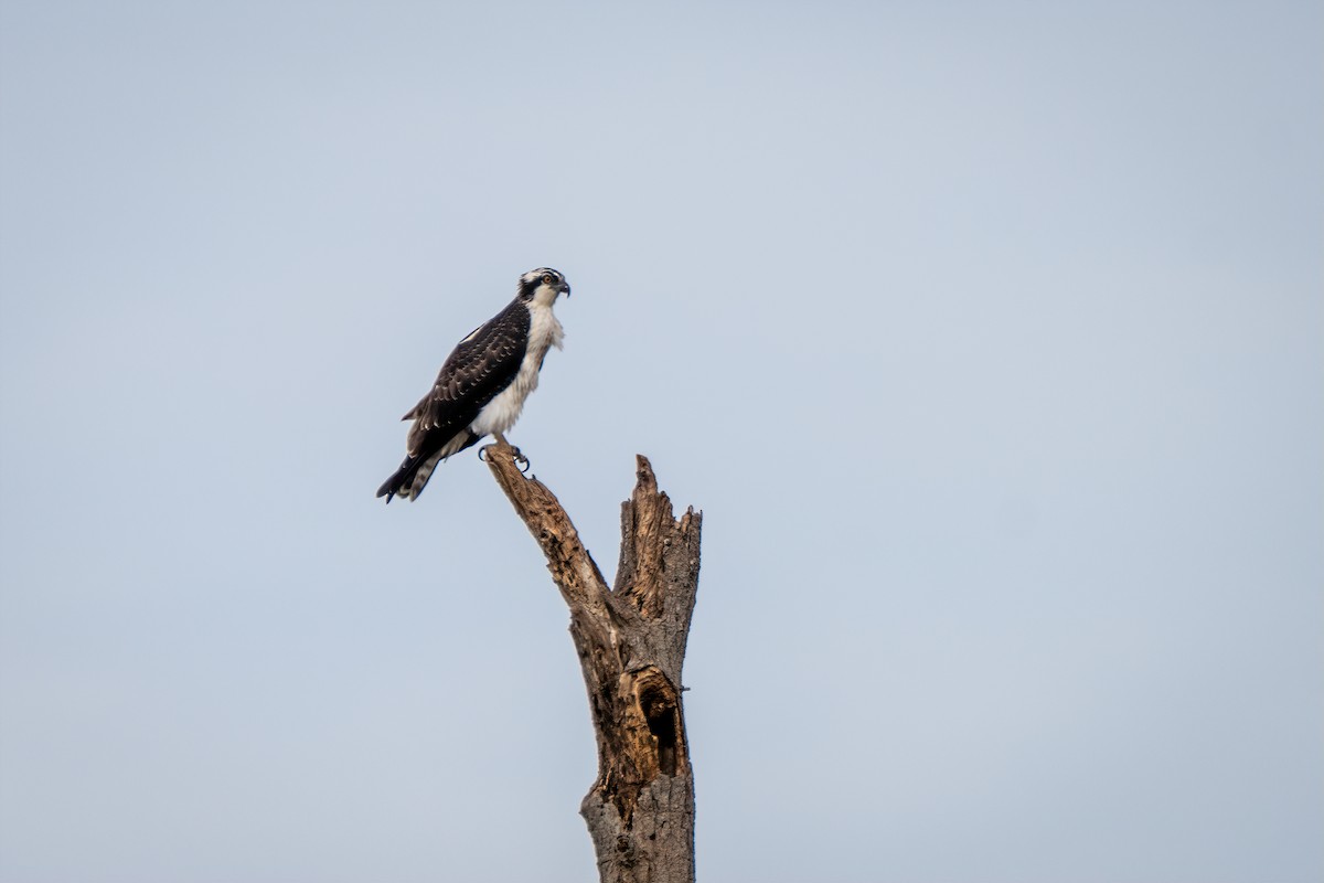 Osprey - ML641990342