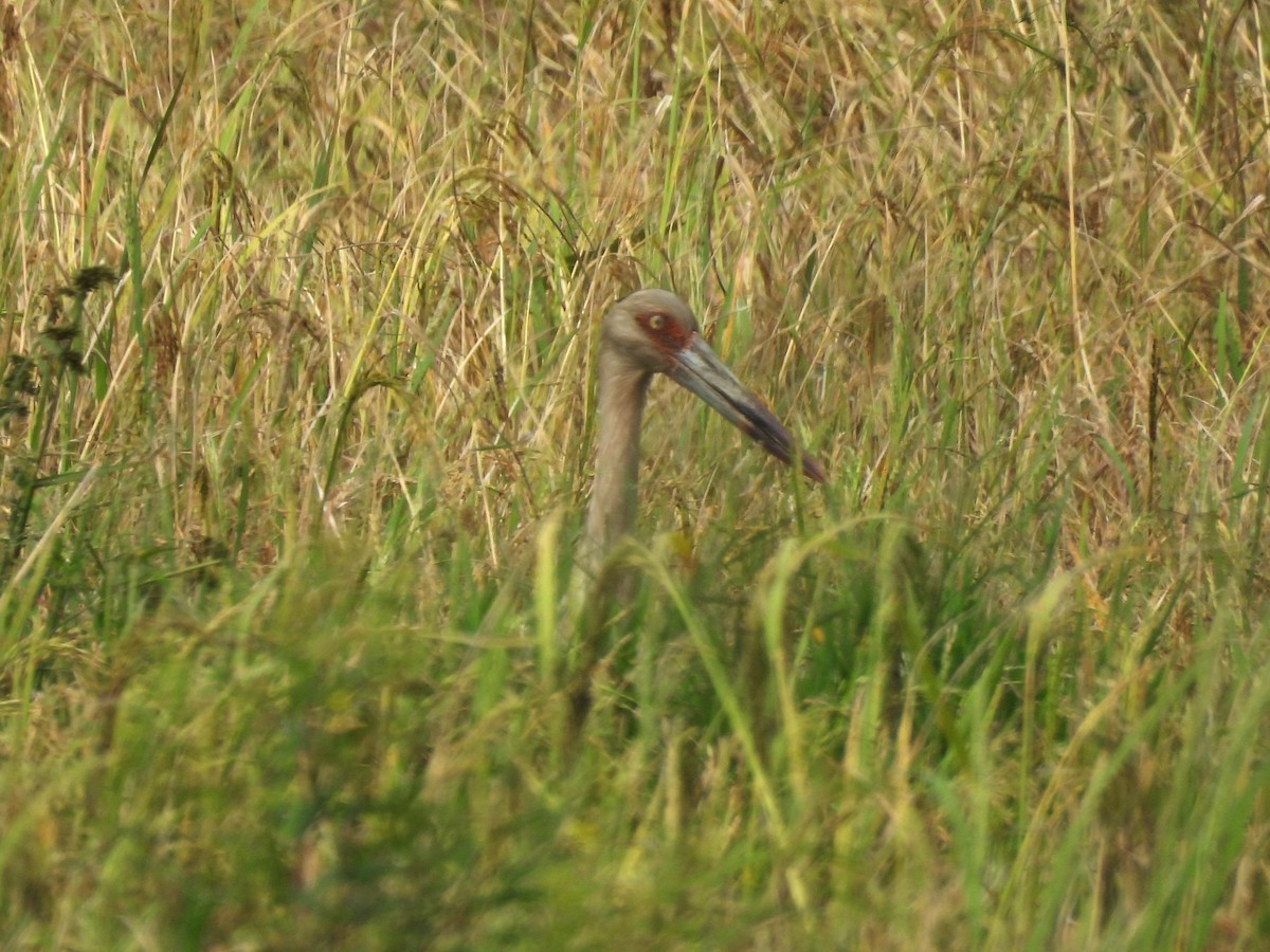 Maguari Stork - ML641990343
