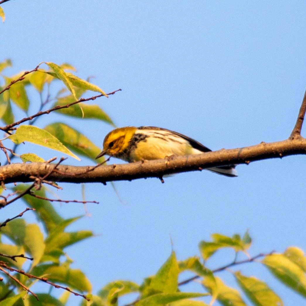 Black-throated Green Warbler - ML641990344