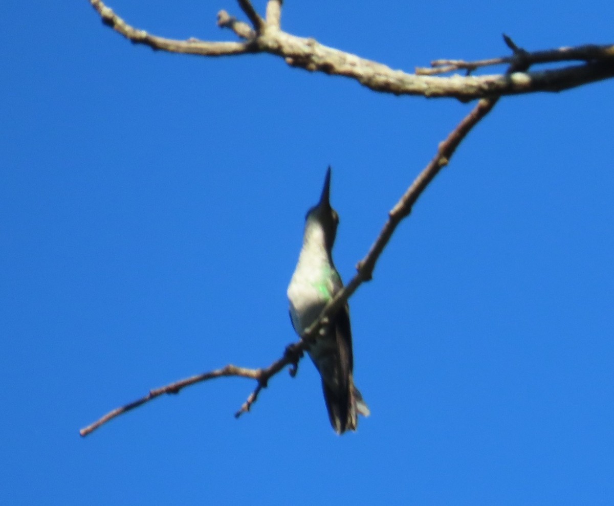 White-vented Plumeleteer - ML641990372