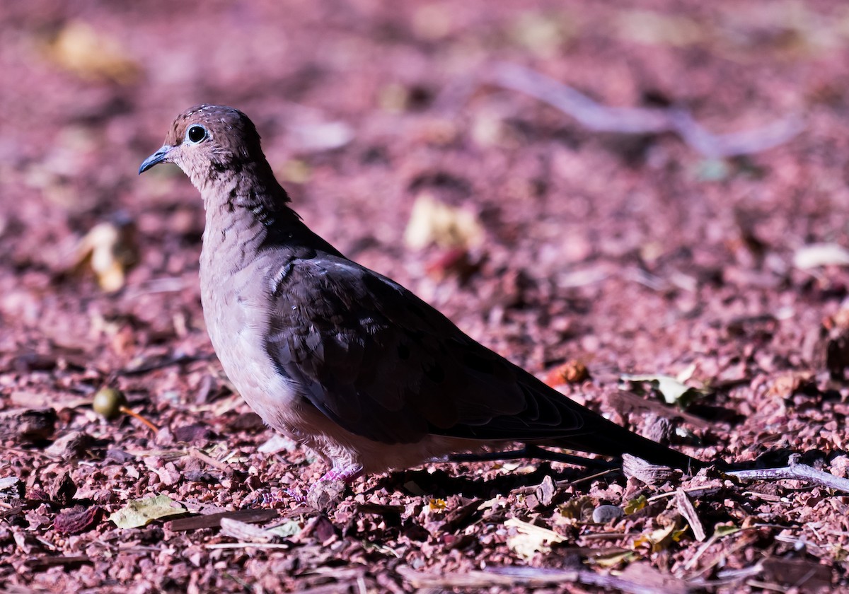 Mourning Dove - ML641990376