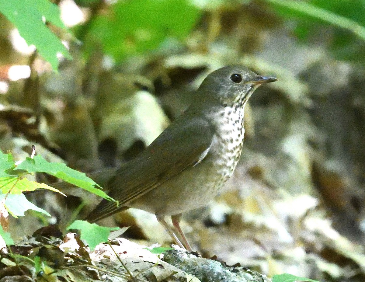 Gray-cheeked Thrush - ML641990379