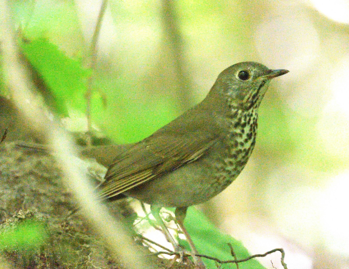 Gray-cheeked Thrush - ML641990385