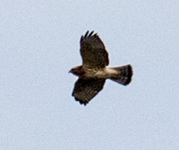 Cooper's Hawk - ML641990387
