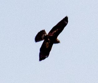 Cooper's Hawk - ML641990388