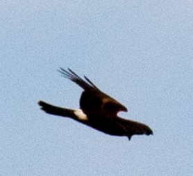 moták severoamerický - ML641990395