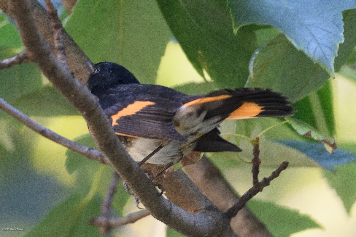 rødstjertparula - ML641990406