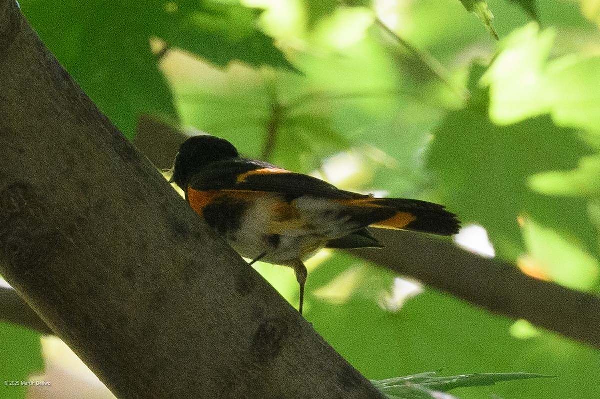 rødstjertparula - ML641990407