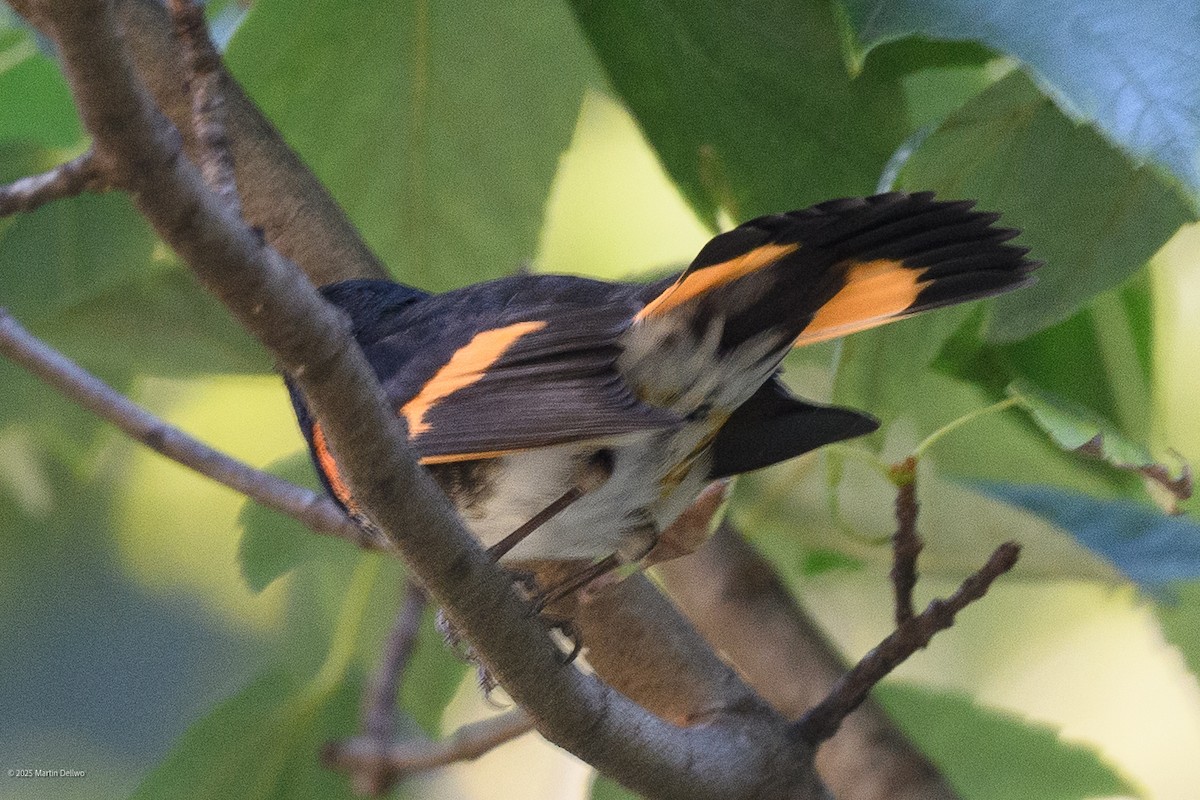 rødstjertparula - ML641990408