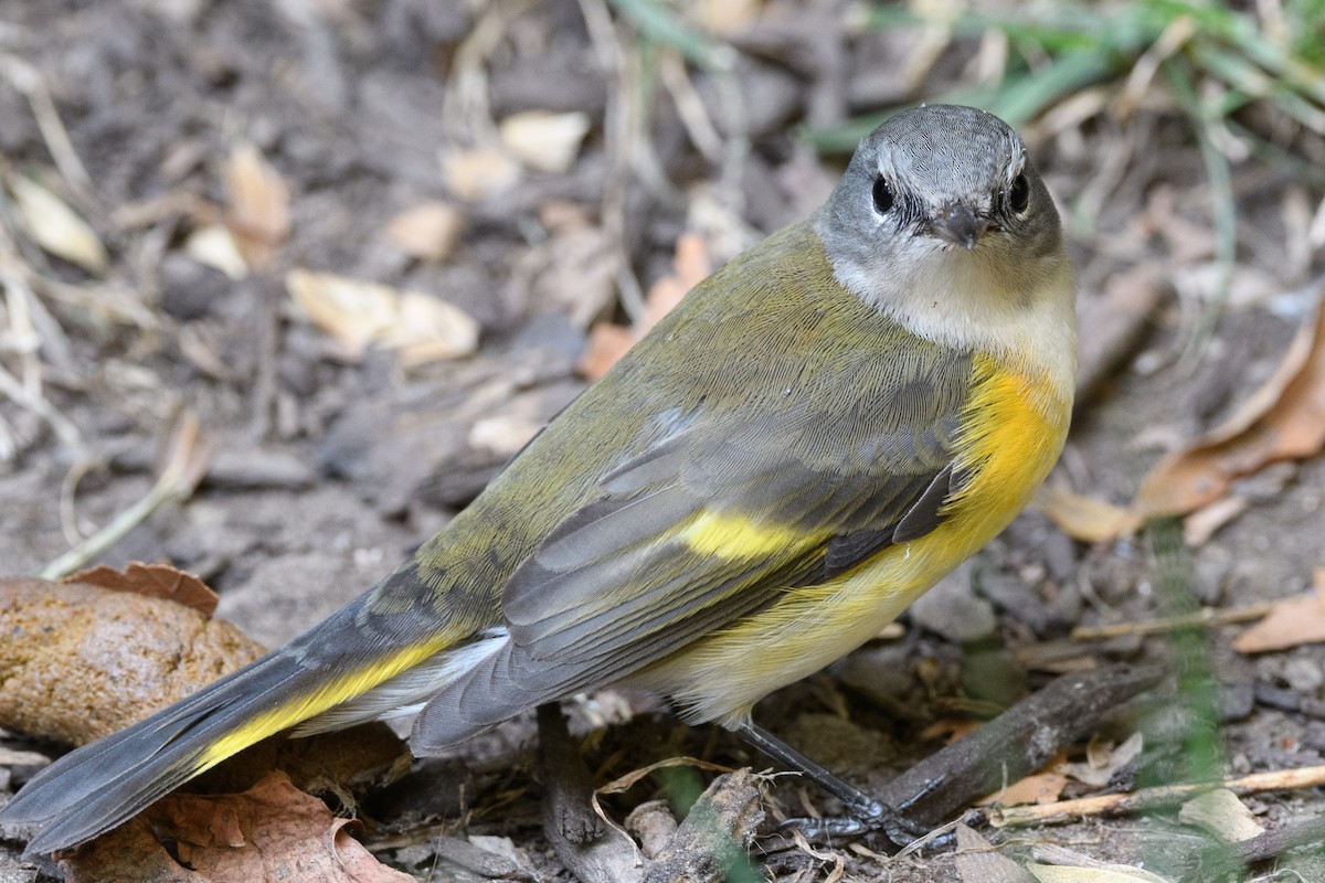 rødstjertparula - ML641990410