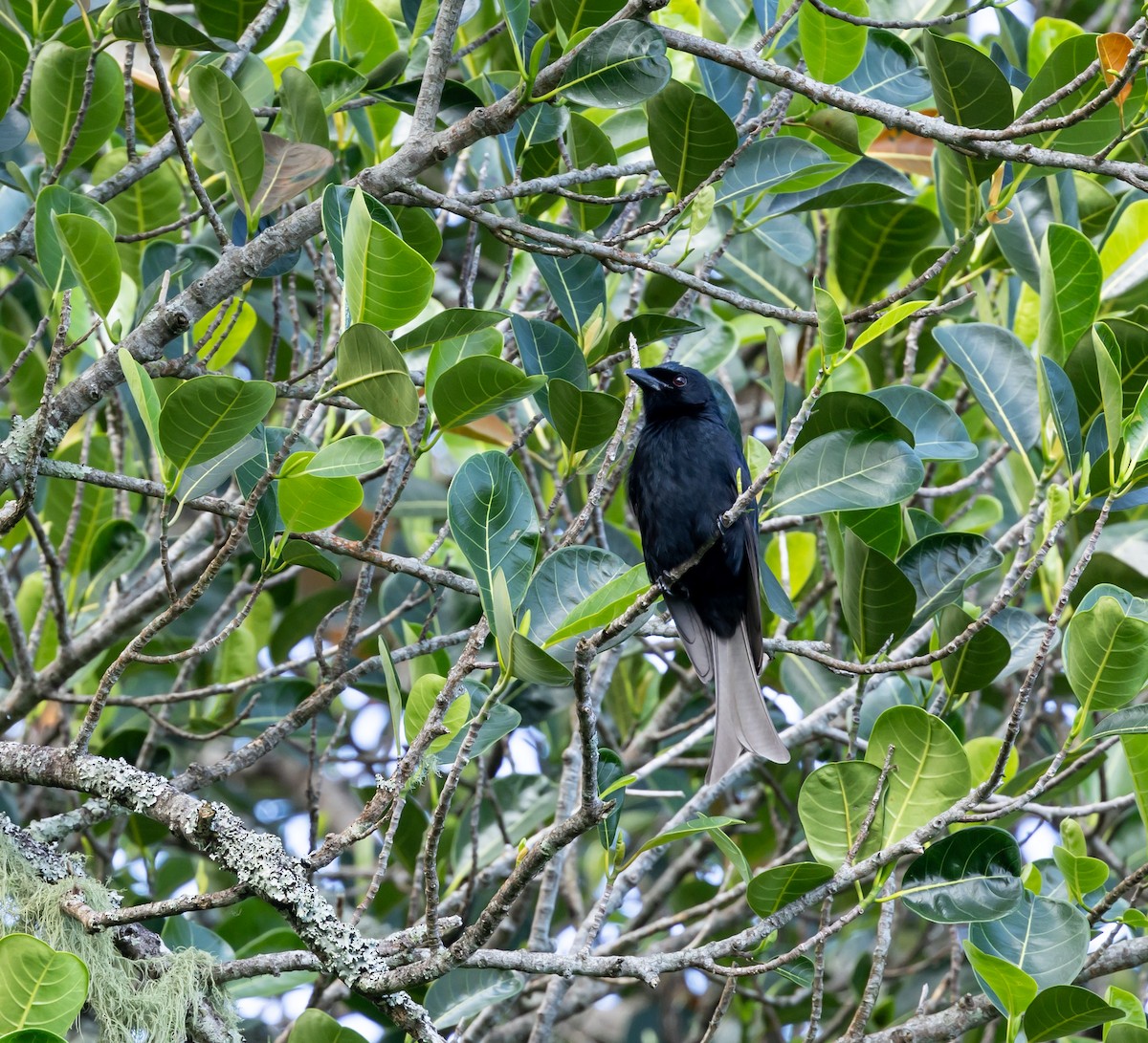 Grande Comore Drongo - ML641990416