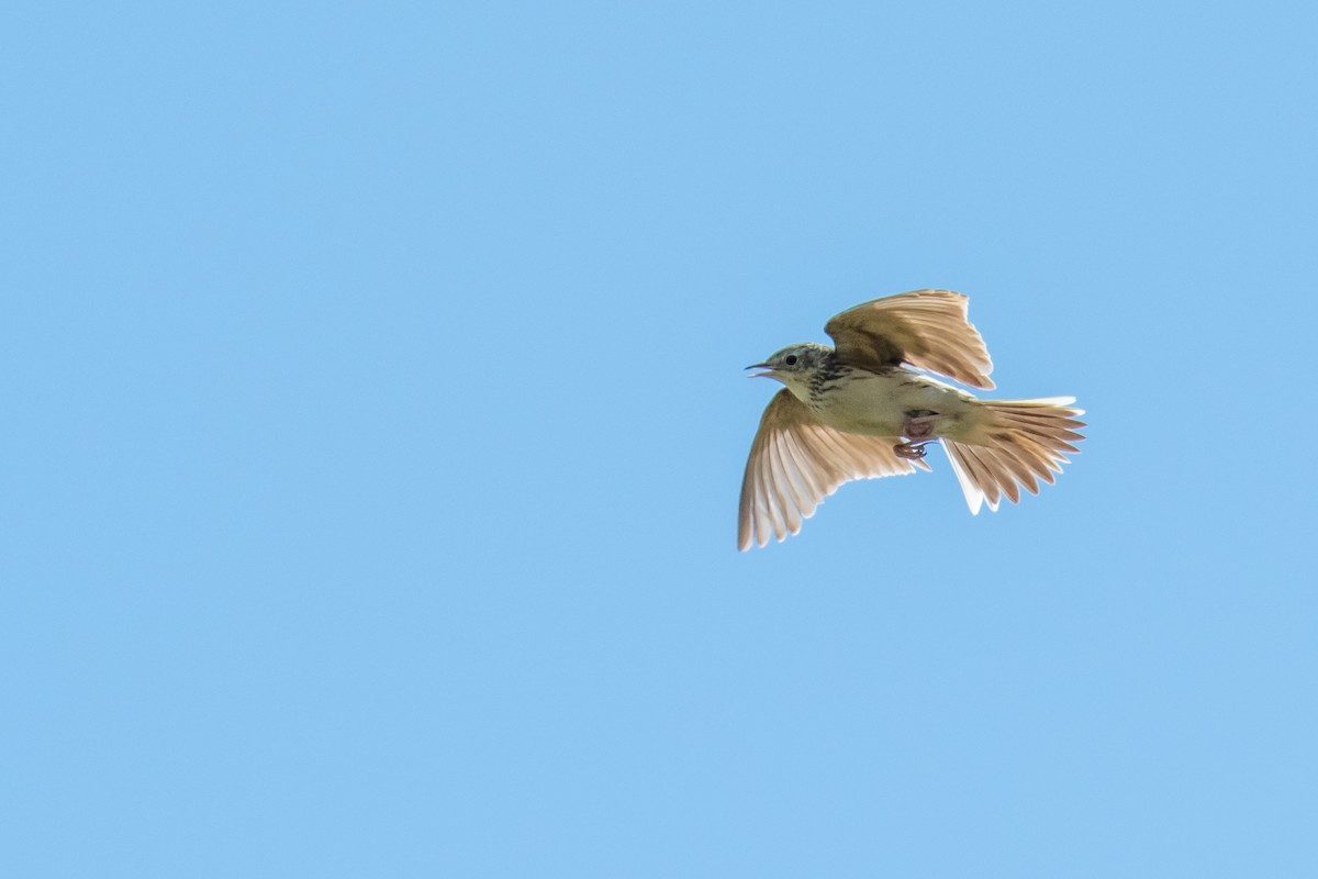 Hellmayr's Pipit - ML641990418