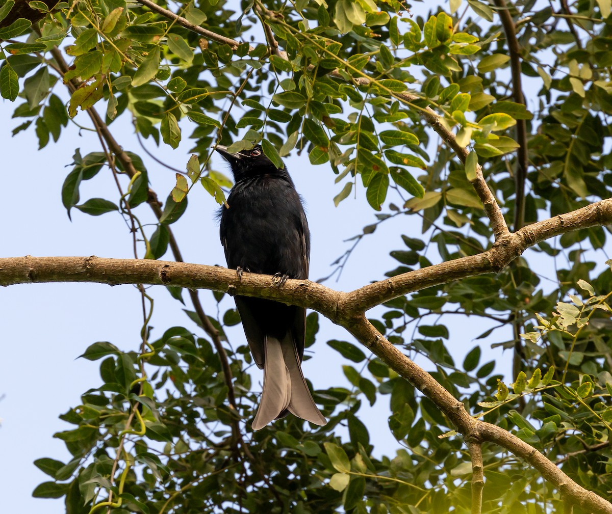 Grande Comore Drongo - ML641990428