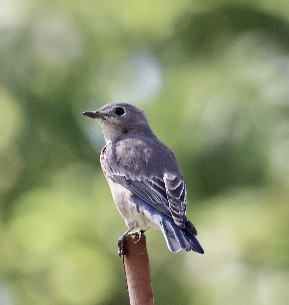 Western Bluebird - ML641990442