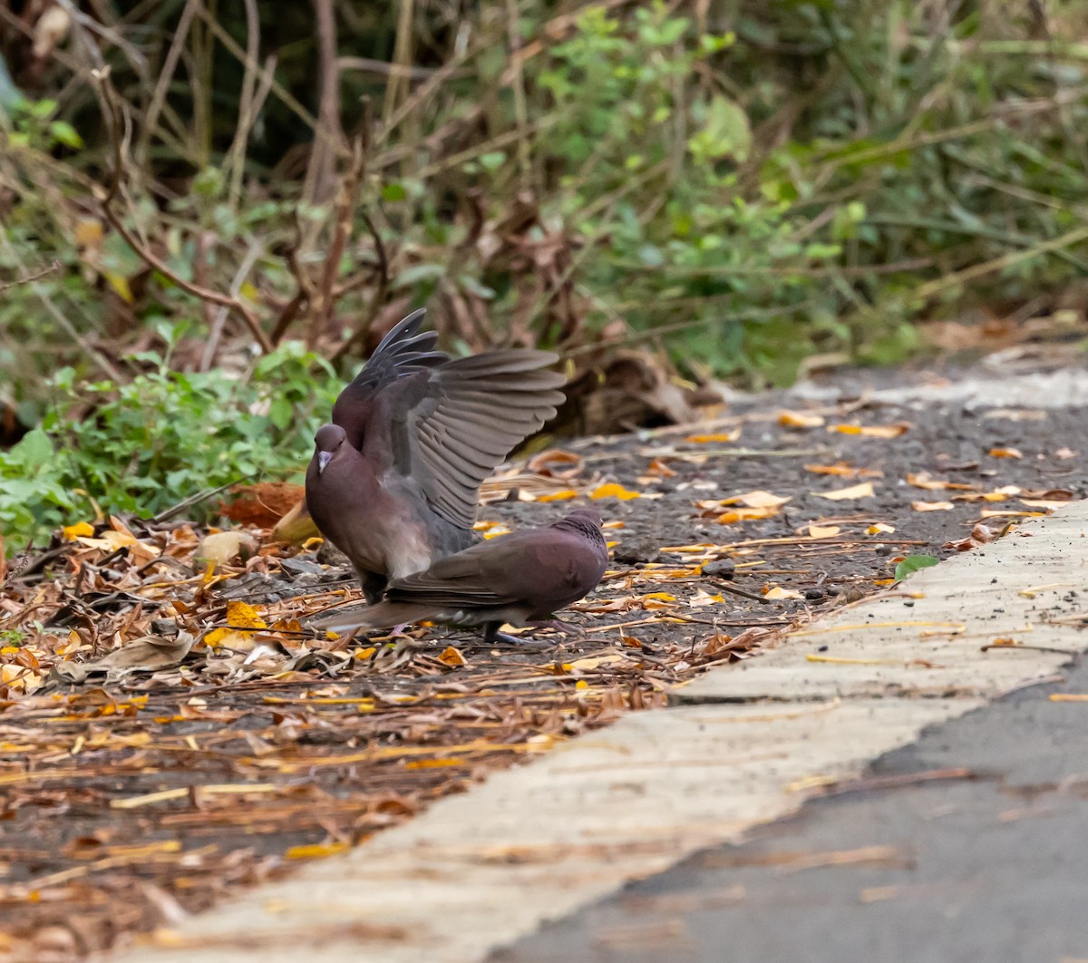 Malagasy Turtle-Dove - ML641990451