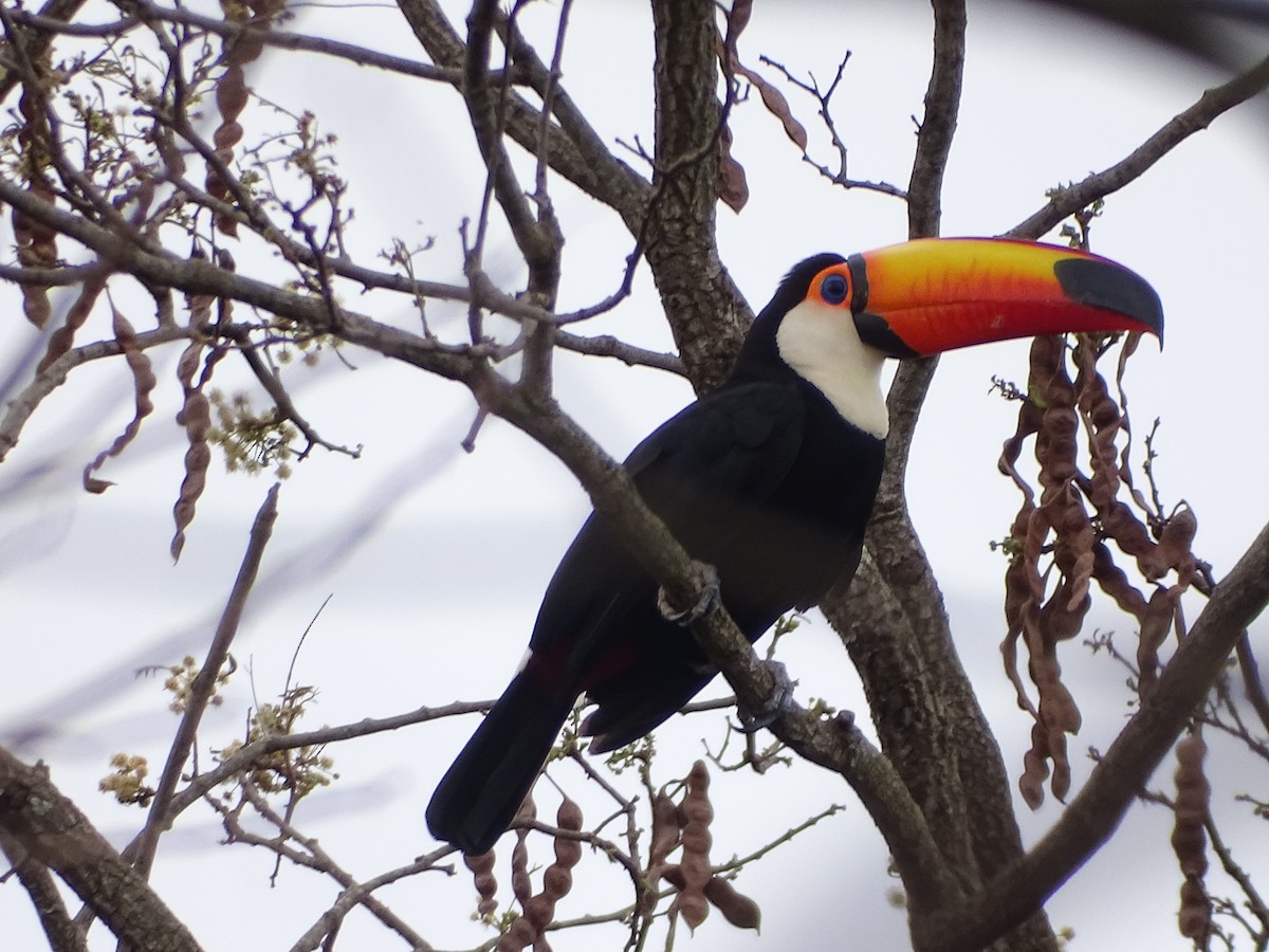 Toco Toucan - ML641990458