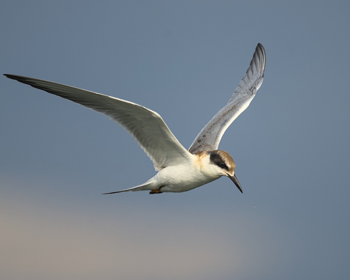 Forster's Tern - ML641990467