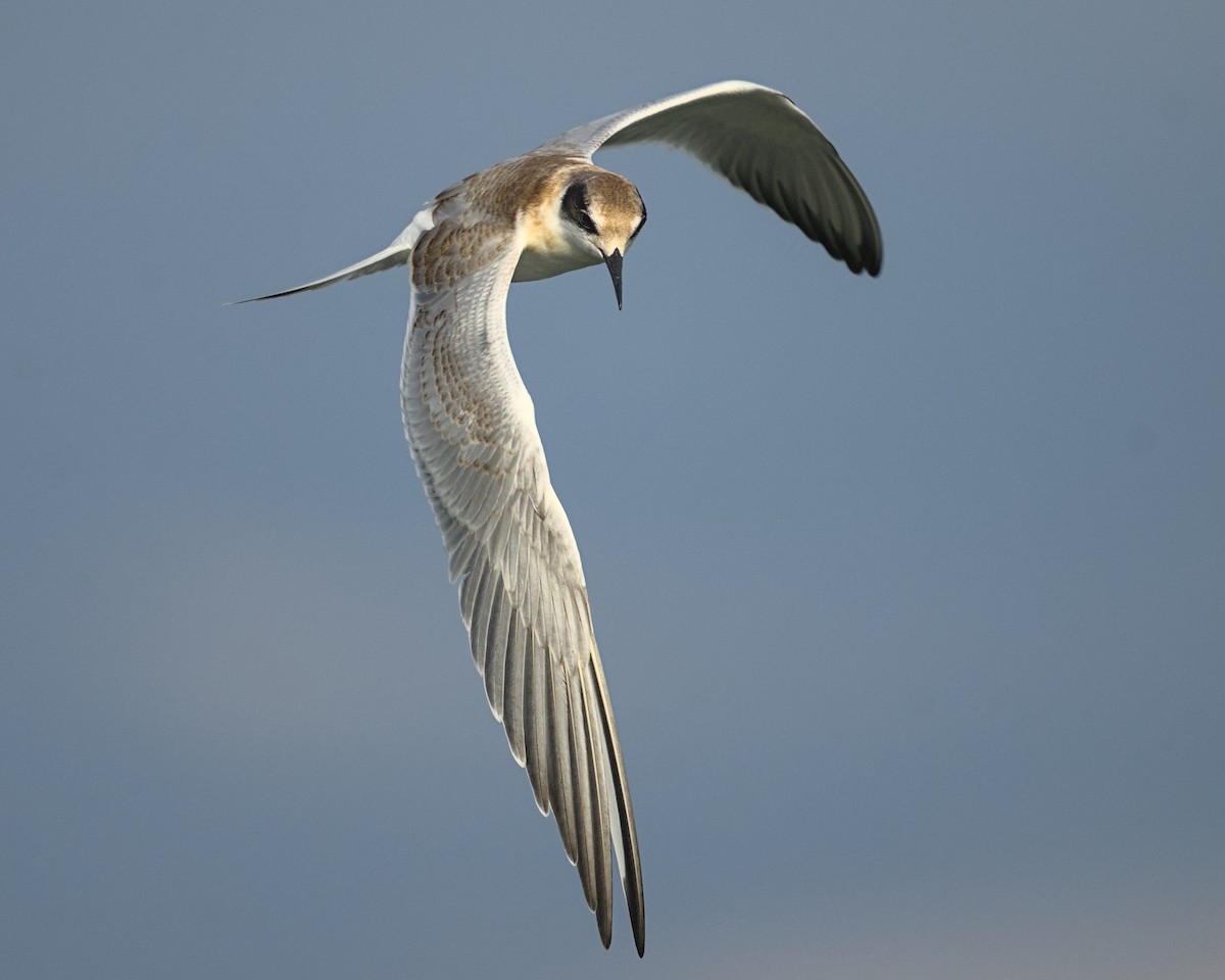 Forster's Tern - ML641990468