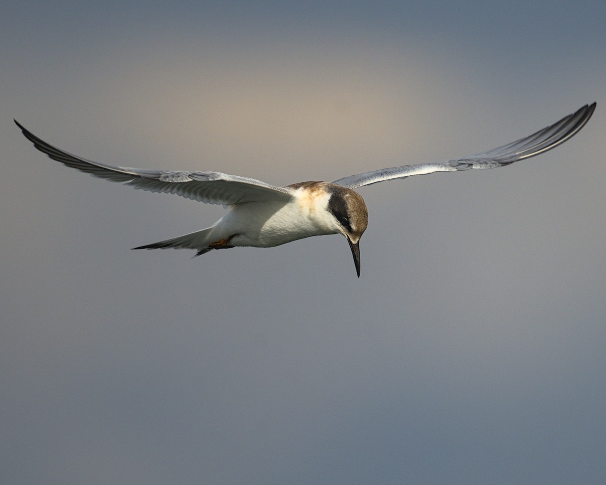 Forster's Tern - ML641990469