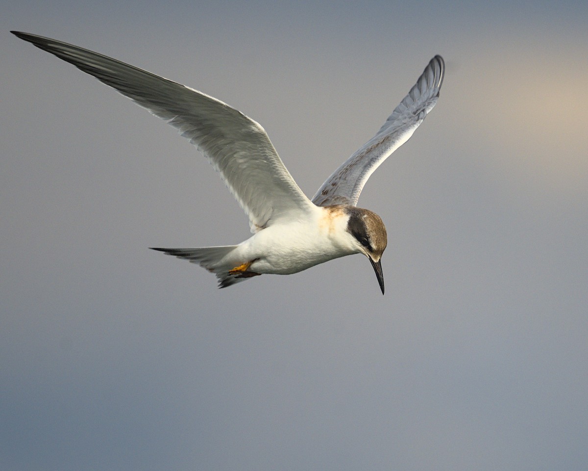 Forster's Tern - ML641990470