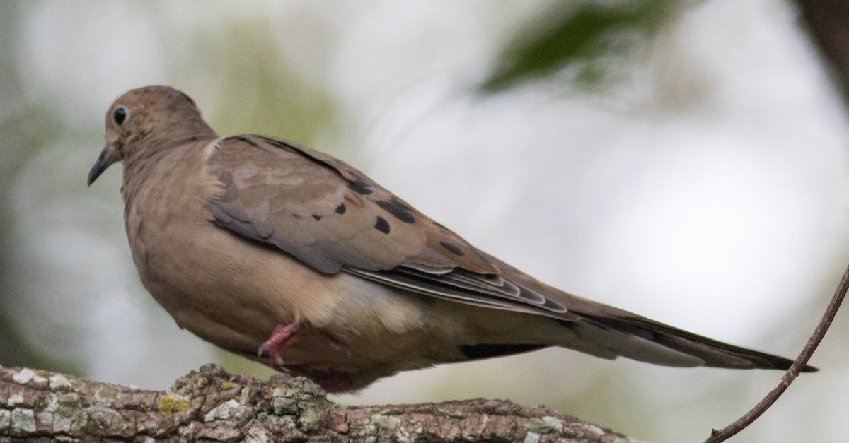 Mourning Dove - ML641990472