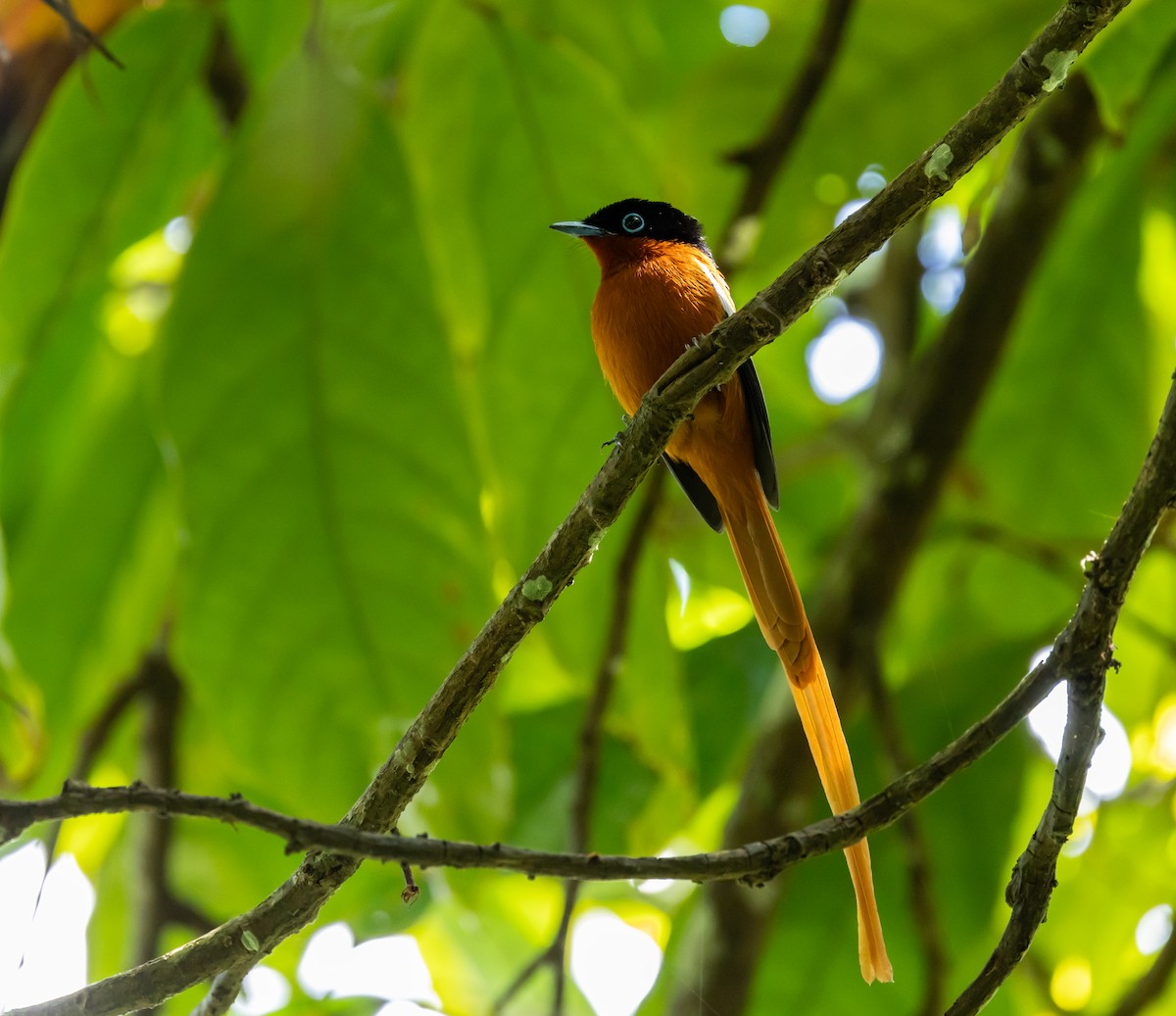 Malagasy Paradise-Flycatcher - ML641990477