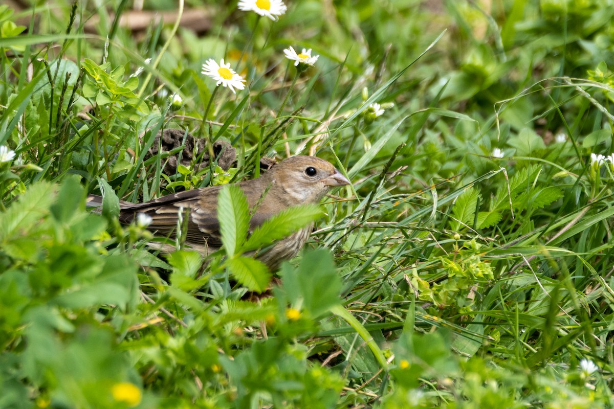 Lazuli Bunting - ML641990498