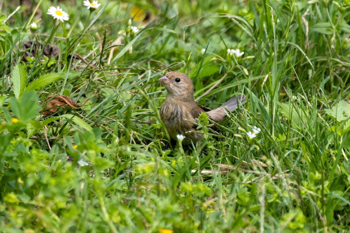 Lazuli Bunting - ML641990518