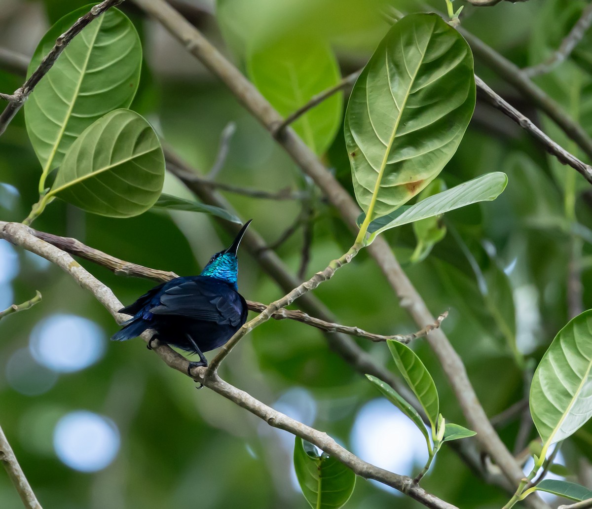 Malagasy Sunbird - ML641990519