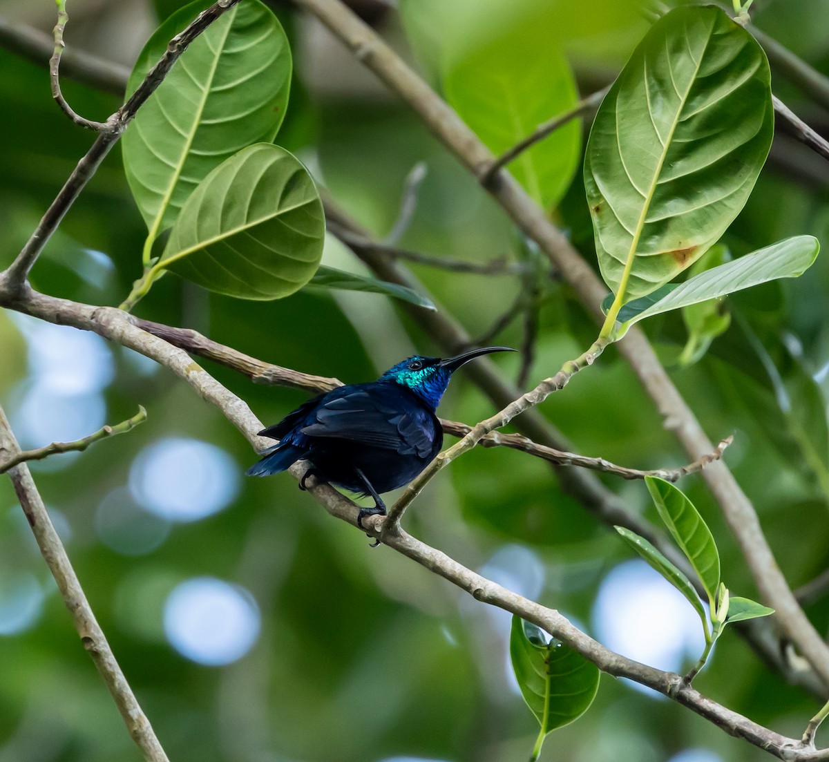 Malagasy Sunbird - ML641990520