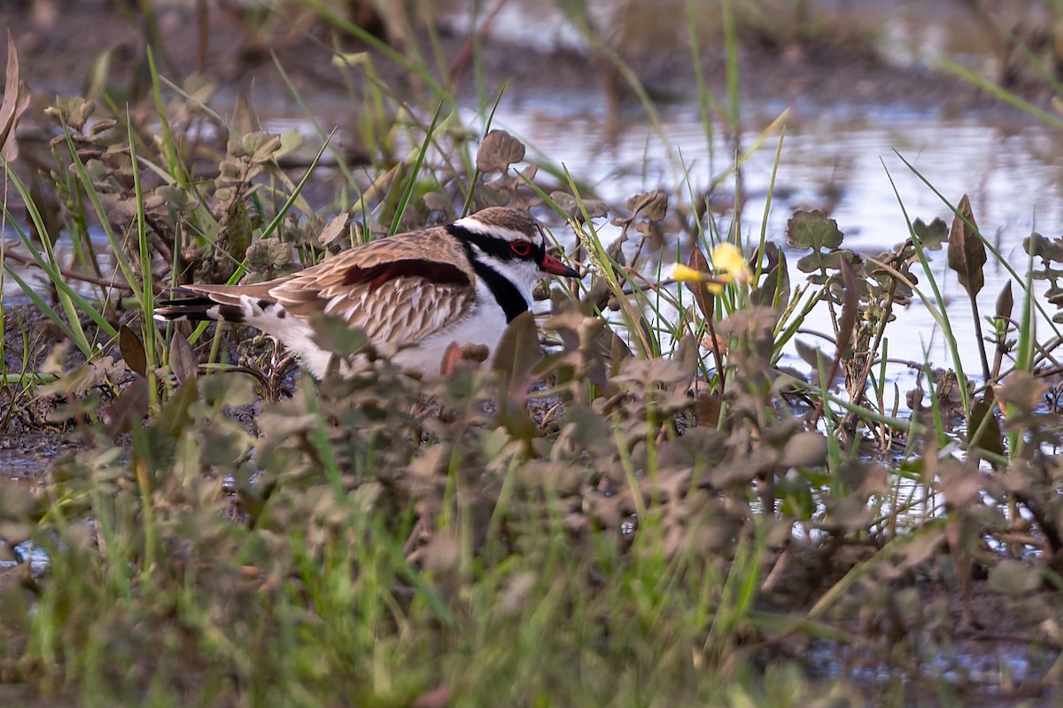 Black-fronted Dotterel - ML641990523