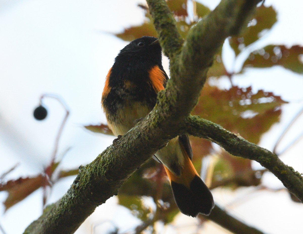 rødstjertparula - ML641990526