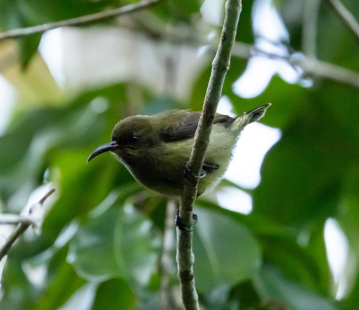 Humblot's Sunbird - ML641990527