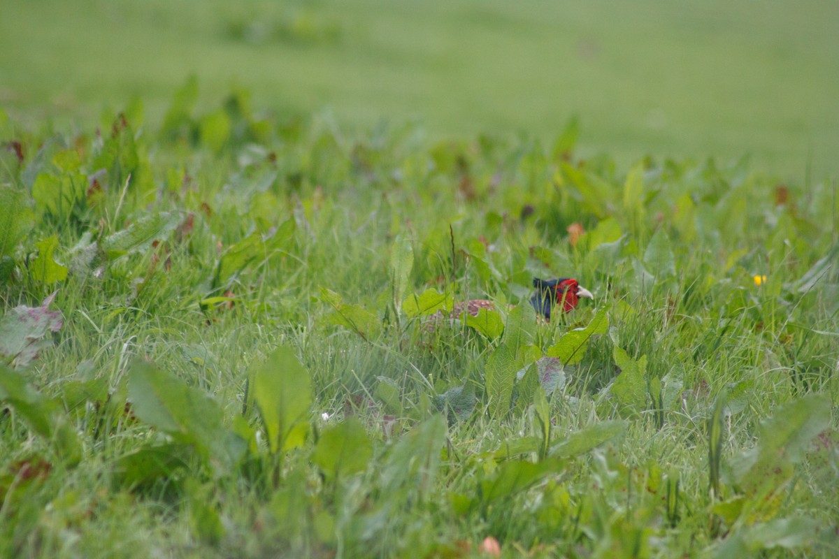 Ring-necked Pheasant - ML641990540
