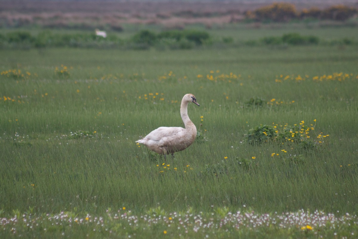 Mute Swan - ML641990544