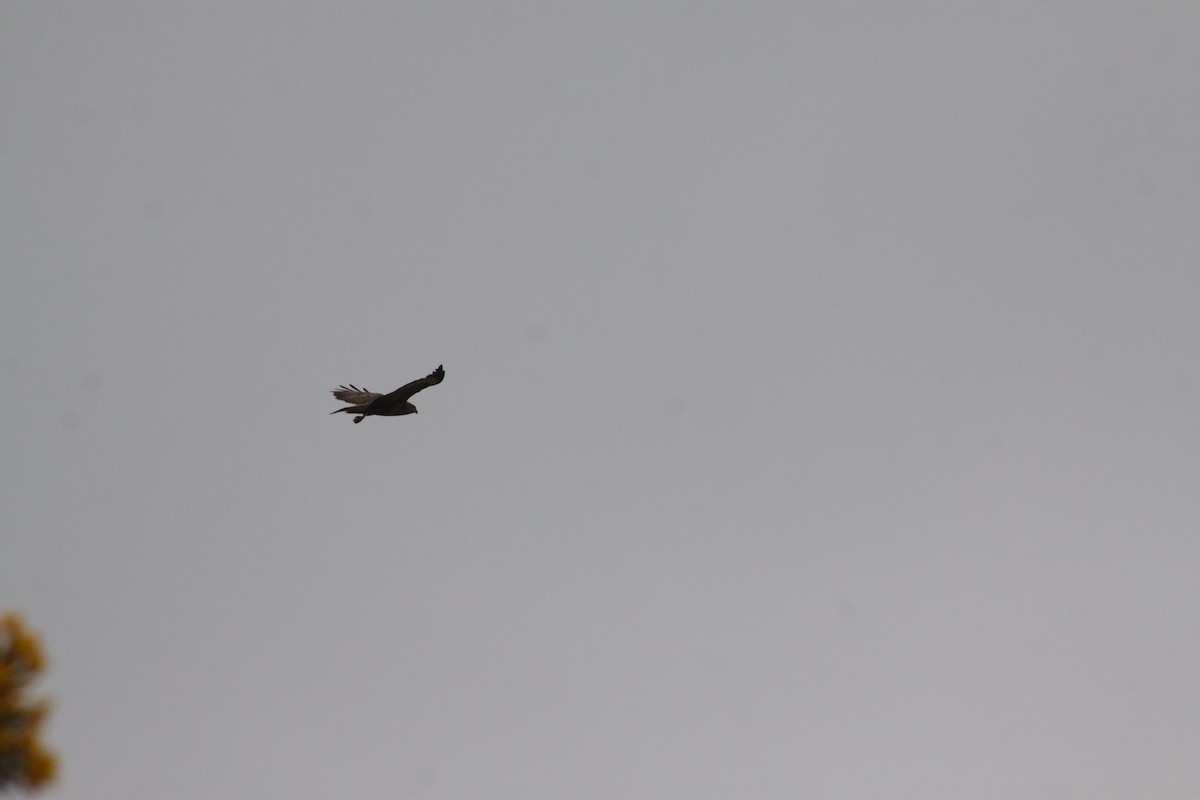 Common Buzzard - ML641990547