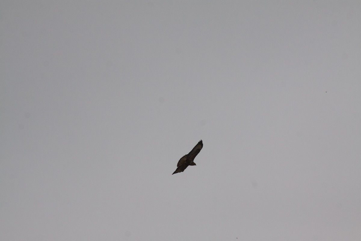 Common Buzzard - ML641990548